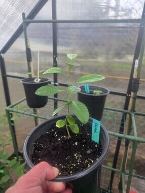 Extra Tall KAFFIR SEEDLING